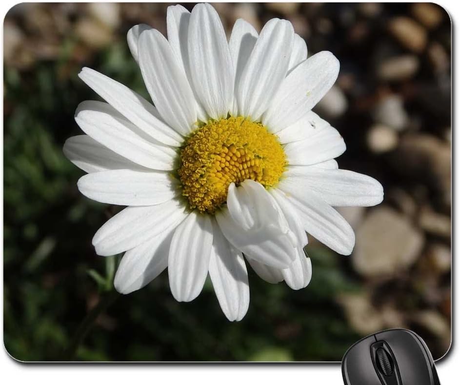 bellis muñecas amazon