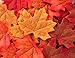 smylls 200pcs Artificial Autumn Maple Leaves, Assorted Colors for Halloween, Fall Weddings & Autumn Parties Decoration (One Size, 4 Assorted Colors)