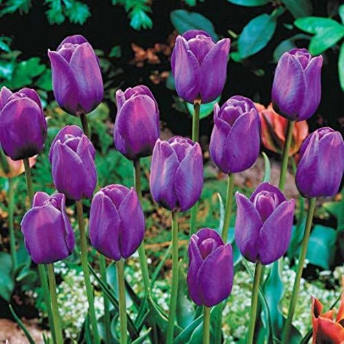 SILKSART 5 Bulbs Purple Tulip Bulbs early bloom Perennial Bulbs for Garden Planting Beautiful