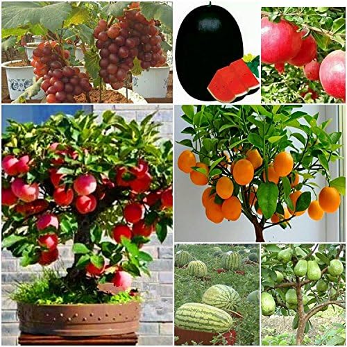 SHOP 360 GARDEN Grapes, Apple, Pomegranate, Orange, Guava, Watermelon Seeds (5 Seeds Each)