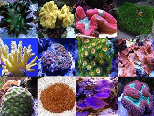 YOURFISHSTORE NURSERY FARMS Easy Care Coral Packs - Live Coral Zoa Softy LPS SPS Chalice Acan Euphyllia