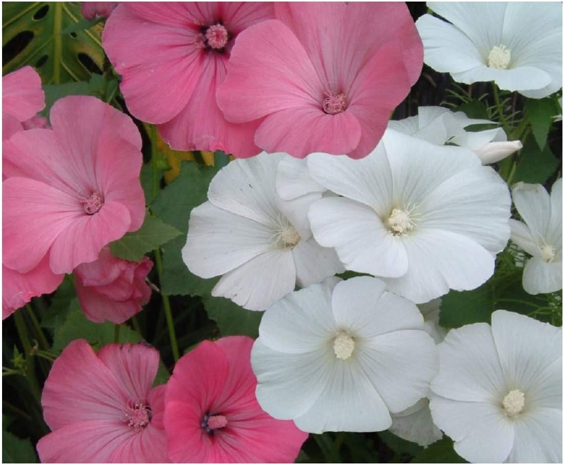 PREMIER SEEDS DIRECT - LAVATERA - Rose Mallow - TRIMESTRIS Mix - 350 Seeds