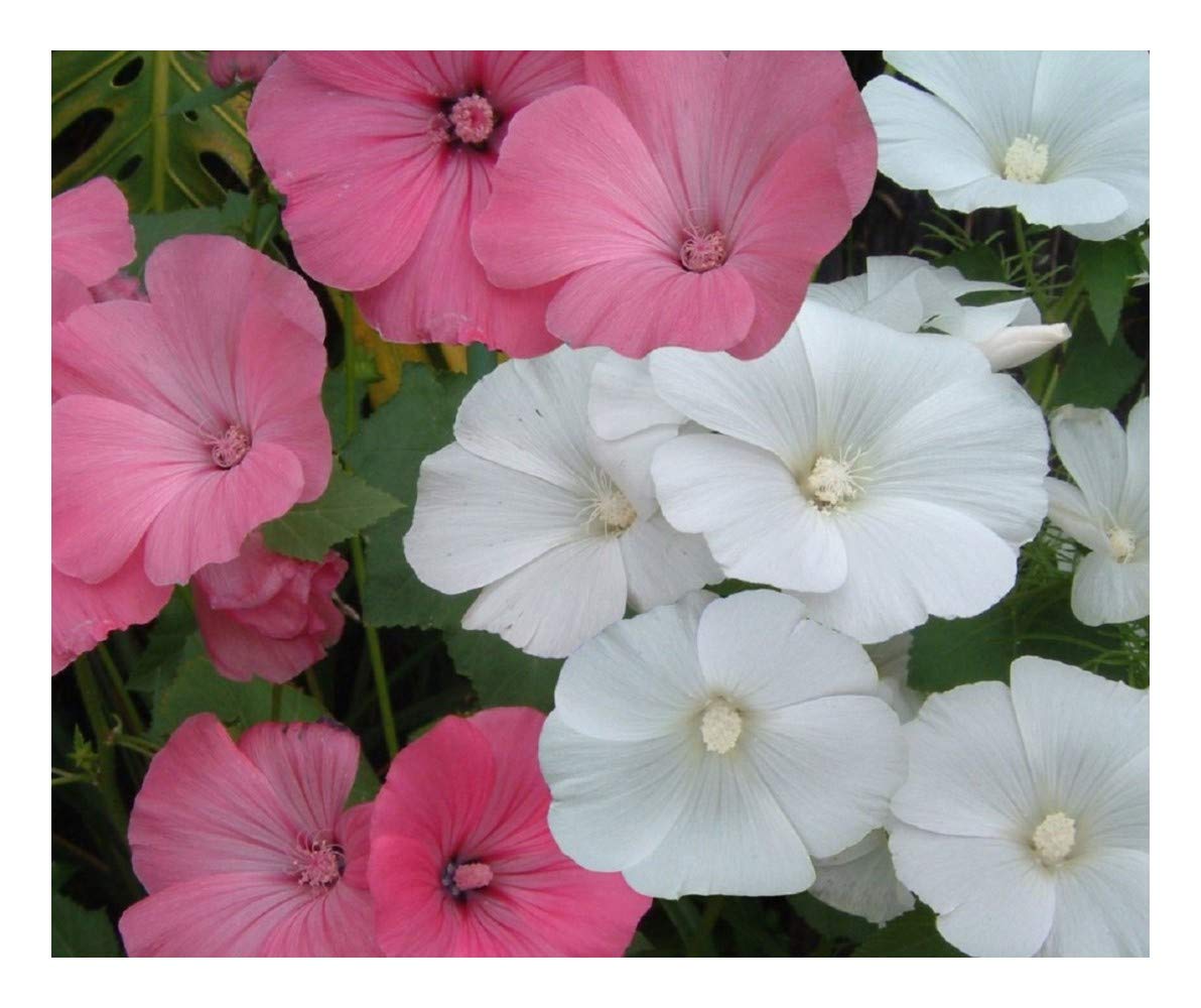 PREMIER SEEDS DIRECT - LAVATERA - Rose Mallow - TRIMESTRIS Mix - 350 Seeds