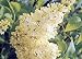 Primrose French Lilac - Syringa - First Yellow Lilac - 4" Pot