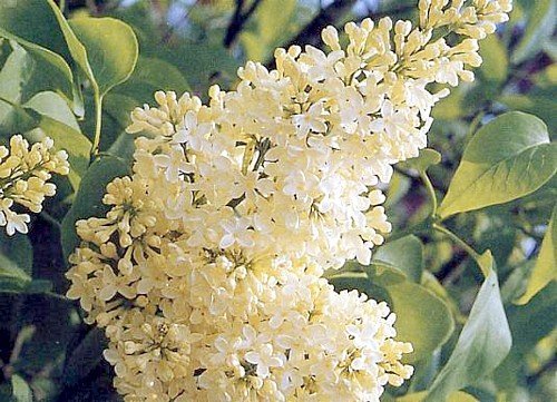 Primrose French Lilac - Syringa - First Yellow Lilac - 2.5 Primrose French Lilac - Syringa - First Yellow Lilac - 2.5