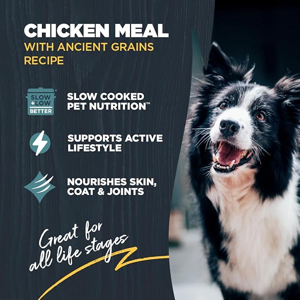BLACKWOOD PUPPY & PERFORMANCE DRY DOG FOOD, CHICKEN MEAL WITH ANCIENT GRAINS, 4.5 POUND BAG FOR GROWING & WORKING DOGS, SUPPORTS ACTIVE LIFESTYLE