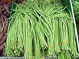 Yardlong Bean (Asparagus Bean, Snake Bean, Chinese Long Bean) 100 Seeds