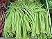 Yardlong Bean (Asparagus Bean, Snake Bean, Chinese Long Bean) 100 Seeds
