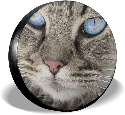 cat wheel amazon
