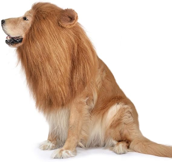 is lion's tail plant poisonous to dogs