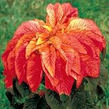 100-ILLUMINATION-AMARANTHUS-Tricolor-Summer-Poinsettia--Vegetable-Amaranth-Flower-Seeds-Comb-SH