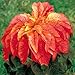100 ILLUMINATION AMARANTHUS Tricolor (Summer Poinsettia / Vegetable Amaranth) Flower Seeds *Comb S/H
