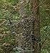 North Mountain Gear Camouflage Ghillie Suit - Camo Leafy Suit - Woodland Green - 2X-Large