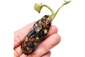 Mainam Orange Nymphaea Colorado Live Aquarium Plant Hardy Water Lilies Tuber for Freshwater Fish Pond Balcony