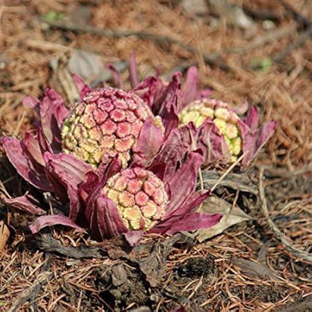 Amazon 紫桜館山の花屋 山菜苗 赤花フキノトウのフキ苗 素掘り苗5株 花