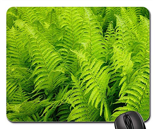 Mouse Pad - Fern Vessel Sporenpflanze Fiddlehead Nature Green