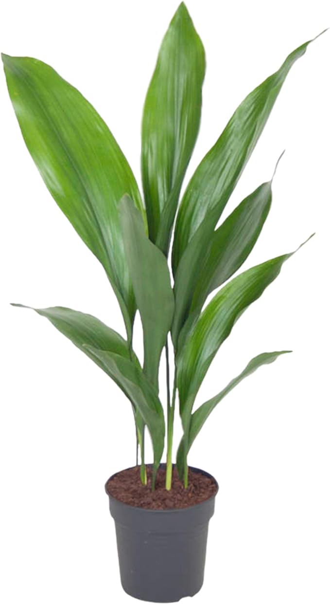 Choice of Green Aspidistra elatior Live Indoor Plant in Growerspot