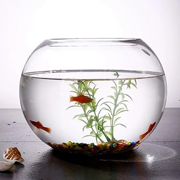 guinea pig what can they eat