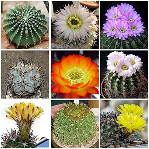SpecialMix Acanthocalycium Species cacti seeds package 50 seeds