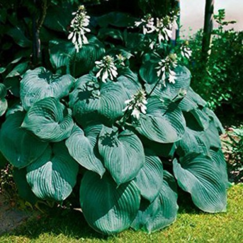 8 colours Hosta Seeds Perennial Plantain Flower,bonsai seeds,Ornamental Plants for home garden Ground Cover Plant 20pcs K050 5
