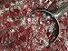 Cherry LifeSavers Hard Candy - 2 Pounds Bulk Wholesale