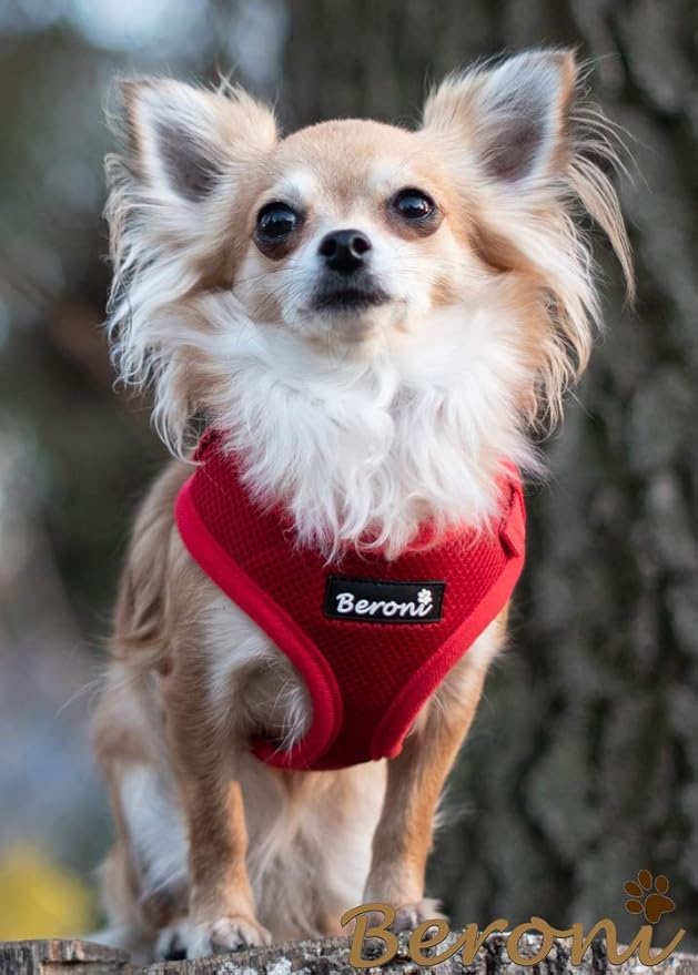 chihuahua rattler mix