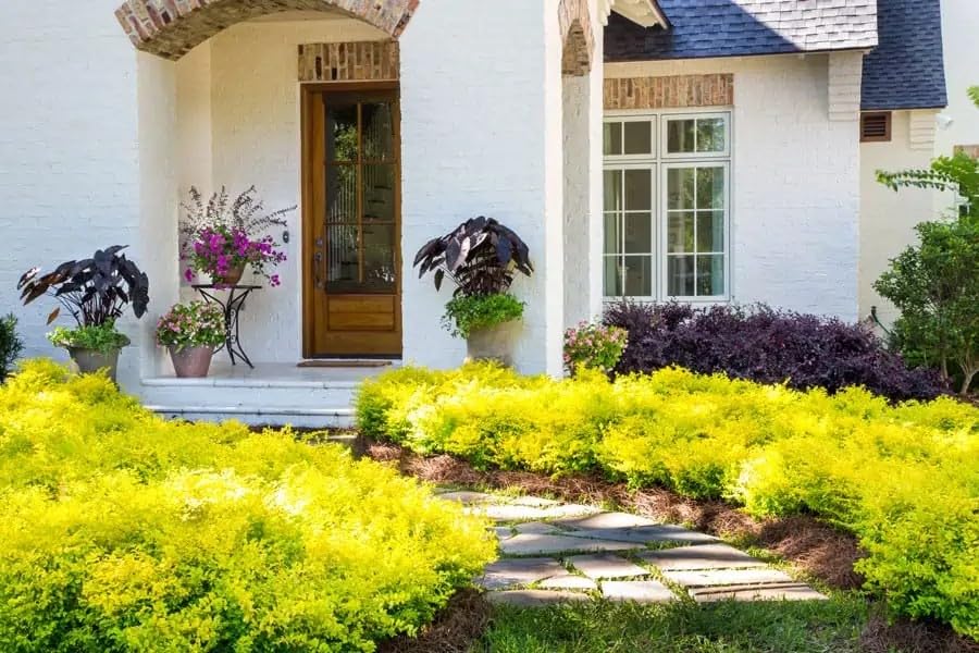 Southern Living Sunshine Ligustrum 1 Gallon - Golden Foliage Privacy Hedge Non-Invasive Evergreen Shrub for Zones 7-10