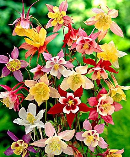 Aimado Samen 50 Pcs Akelei Aquilegia Blumensamen Mischung Hubschen Stauden Mehrjahrig Winterhart Pflegeleichten Pflanzen Sehr Geeignet Fur Blumen Beete Und Grosse Blumenkasten Amazon De Garten