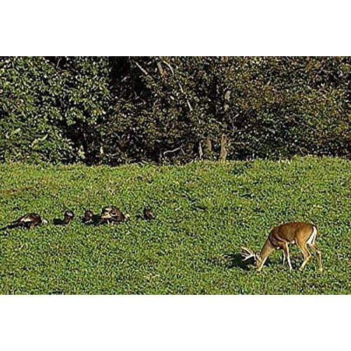12 lb Winter Wheat Seed Deer Food Plot/ Garden Cover Crop durable