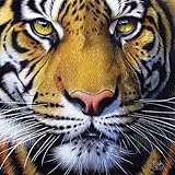 Golden Tiger Face a 1000-Piece Jigsaw Puzzle by Sunsout Inc.