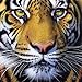 Golden Tiger Face a 1000-Piece Jigsaw Puzzle by Sunsout Inc.