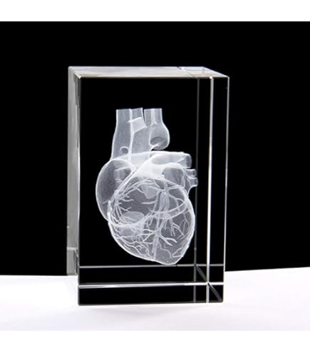 Amazon.com: XINDAM 3D Human Heart with Labels Anatomical Model