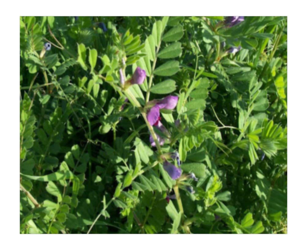 PREMIER SEEDS DIRECT - Green Manure - TARES - 80GM (Organic Seed)
