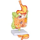 Simedutech Stomach Anatomy Model, Intestine Removerable Teaching Display | Stomach, small and large intestine structures, hand-painted PVC parts for anatomy lessons
