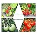 LED Grow Light, Timack 10W Desk Plant Grow Lamp Clip Blue/Red Adjustable 6 Levels Dimmable with 360° Flexible Gooseneck for Office, Home, Indoor Plants Hydroponic Garden Greenhouse Organic