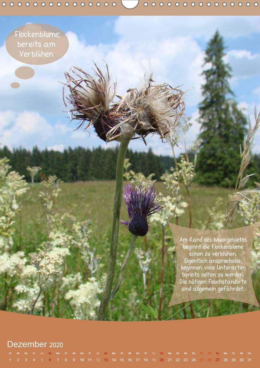 Sensible Landschaften Sommer Im Hochmoor Wandkalender 2020 Din