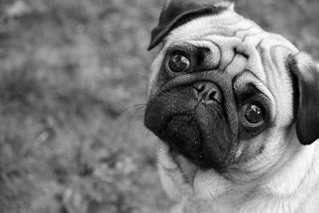 Amazon Co Jp ビーズの目を持つ悲しいパグ壁紙 動物の壁紙 463 白黒の キャンバス ステッカー 印刷 壁紙ポスター はがせるシール式 写真 特大 絵画 壁飾り 90cmx60cm Home Kitchen