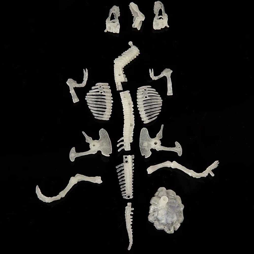 MCpinky Dinosaur Fossil Toys, Dinosaur Skeleton Bones Toy Excavation Science Kit Archaeology Paleontology Study with Tools Dinosaur Luminous Toys