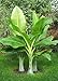 TROPICA - Snow Banana (Ensete glaucum syn. Ensete wilsonii) - 10 Seeds - Winter-Hardy primary