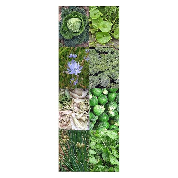 Magic Garden Seeds Kit de Semillas Regalo: Hortalizas de Invierno ...