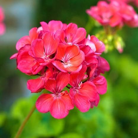 Amazon Co Jp 個ピンクゼラニウム種子植栽ためペラルゴニウムガーデン夏咲く香り装飾広く人気の花 ホーム キッチン