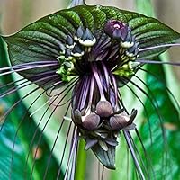 SimingD- 10 BAT Flower (Cats Whiskers/Devil Flower) Tacca Chantrieri Flower Seeds