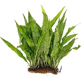 Canton Aquatics Live Plants for Fish Tank | Java Fern Mat with Coconut Coir, Microsorum Pteropus, Ideal Live Plants for Beta Fish Tank,