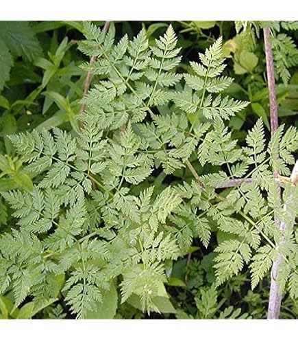 Amazon.com : Frozen Seed Capsules - Poison Hemlock (Conium maculatum) -  Grow Now or Store for Future Planting - Capsule of 30 Seeds : Patio, Lawn &  Garden