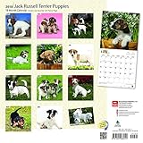 Image de Jack Russell Terrier Puppies 2018 12 x 12 Inch Monthly Square Wall Calendar, Animals Dog Breeds Terriers (Multilingual Edition)