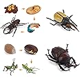 Realistic Insect Figurines Toy Playset Life Cycle Of Mantis Stag Beetle Figures Toy kit Stag Beetle And Hercules Beetle Model Figure Toy Early Educational And Science Toy For kids Toddlers 10 PCS