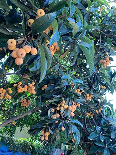 RubyShop724 15 Freshly Picked Organic Loquat Tree Leaves from a Very Fertile Tree - Thumbnail 4