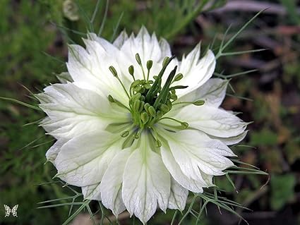 Amazon Com 50 Red Pod Nigella Damascena Love In A Mist Aka Black Pod White Flower Seeds Garden Outdoor