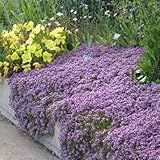 UtopiaSeeds Creeping Thyme Seeds - Thymus Serpyllum