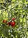 Lifetime Tomato Cages, Heavy Gauge Garden Plant Support, Set of 4, 32